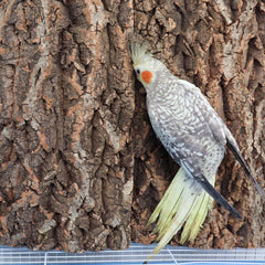 Dnoifne bird cage decor cork bark offering playful chew and resting spot