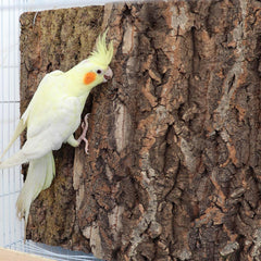 Dnoifne bird perch board in cage demonstrates versatile stand and chew surface