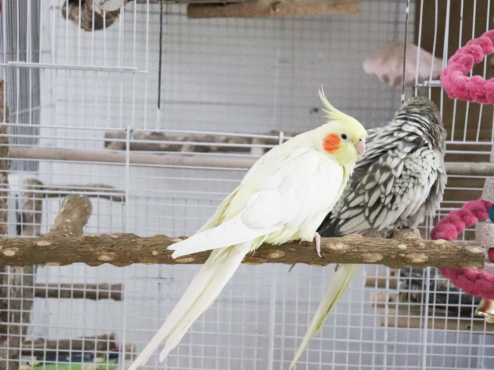Dnoifne natural protrusions provide comfortable, non-slip perching for small and medium birds.