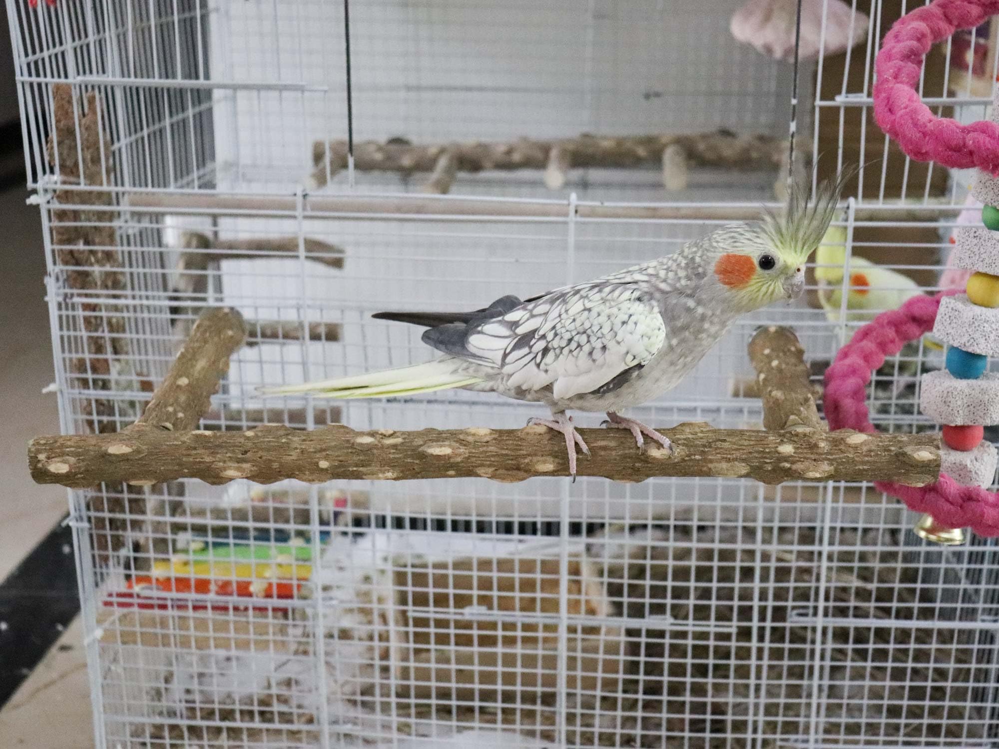 Dnoifne easy-install perch with built-in hardware speeds cage setup.