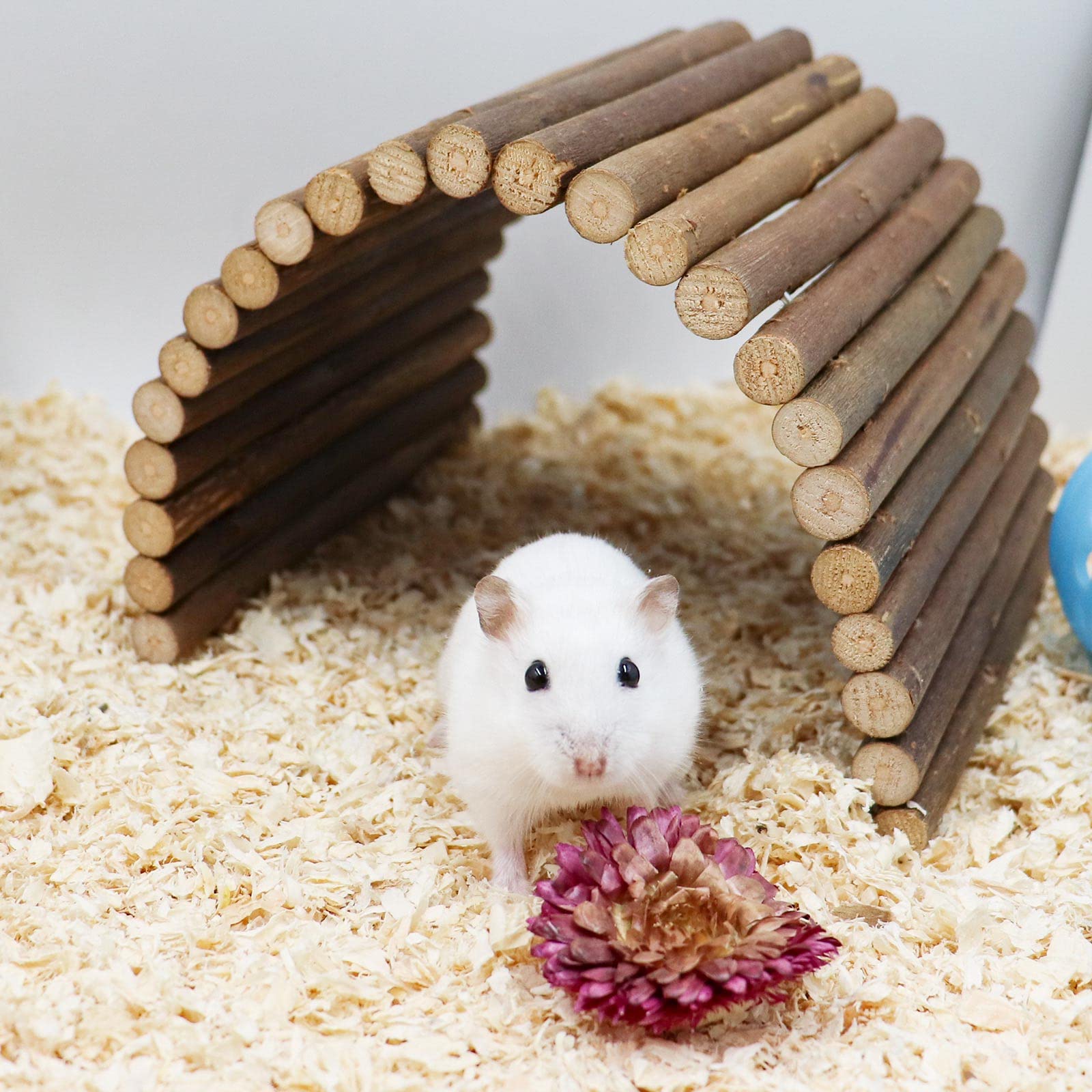 Dnoifne hermit crab hideout wooden provides cozy retreat and safe hiding for small pets.