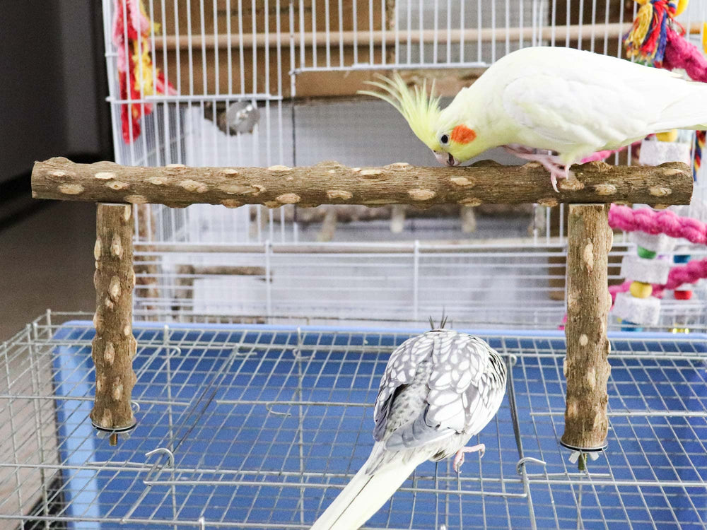Dnoifne large perch 15-7 inches demonstrates spacious room for multiple birds.