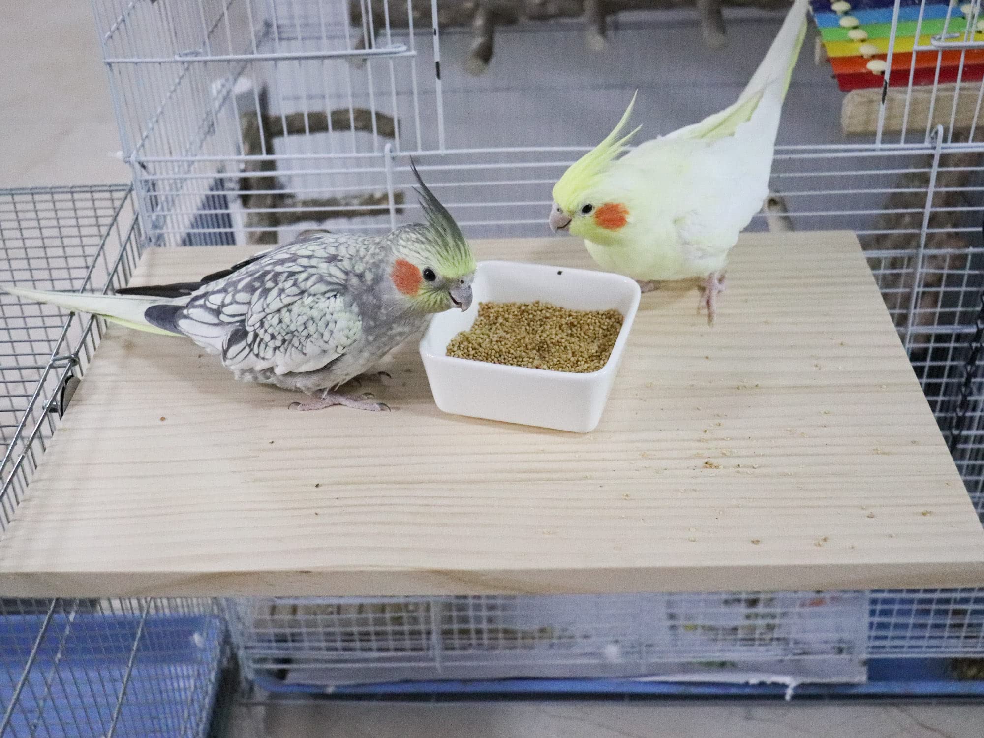 Dnoifne parrot perch platform installation with washers and nuts for secure setup