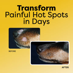 DocItchy Allergy Armor leave-in application on the coat supports flexible grooming routines