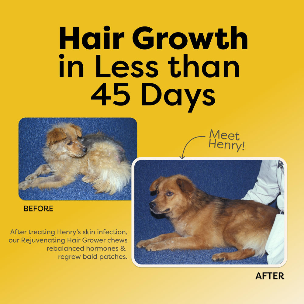 Doc Itchy dog chews in action suggest daily hair growth and calming use.