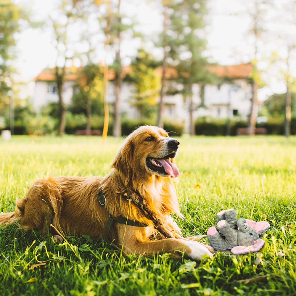 DODODOLA dog toy bouncing and shaking supports active exercise and entertainment.