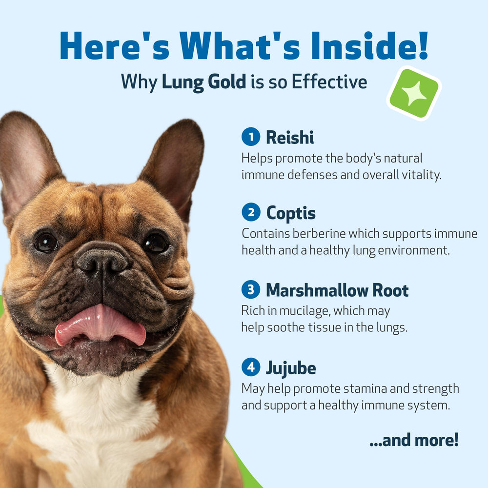 Dog owner adding Pet Wellbeing Lung Gold to meals for everyday support.