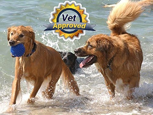 Dog Pain Away dog running joyfully suggests improved mobility potential.