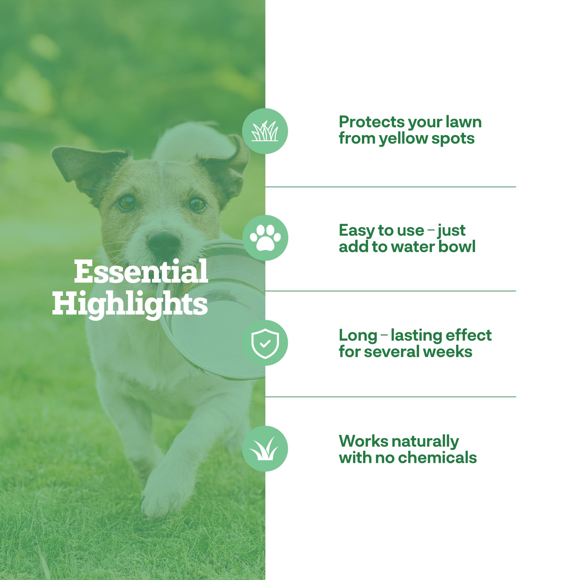 Dog Rocks multi pet home usage scene for safe households.