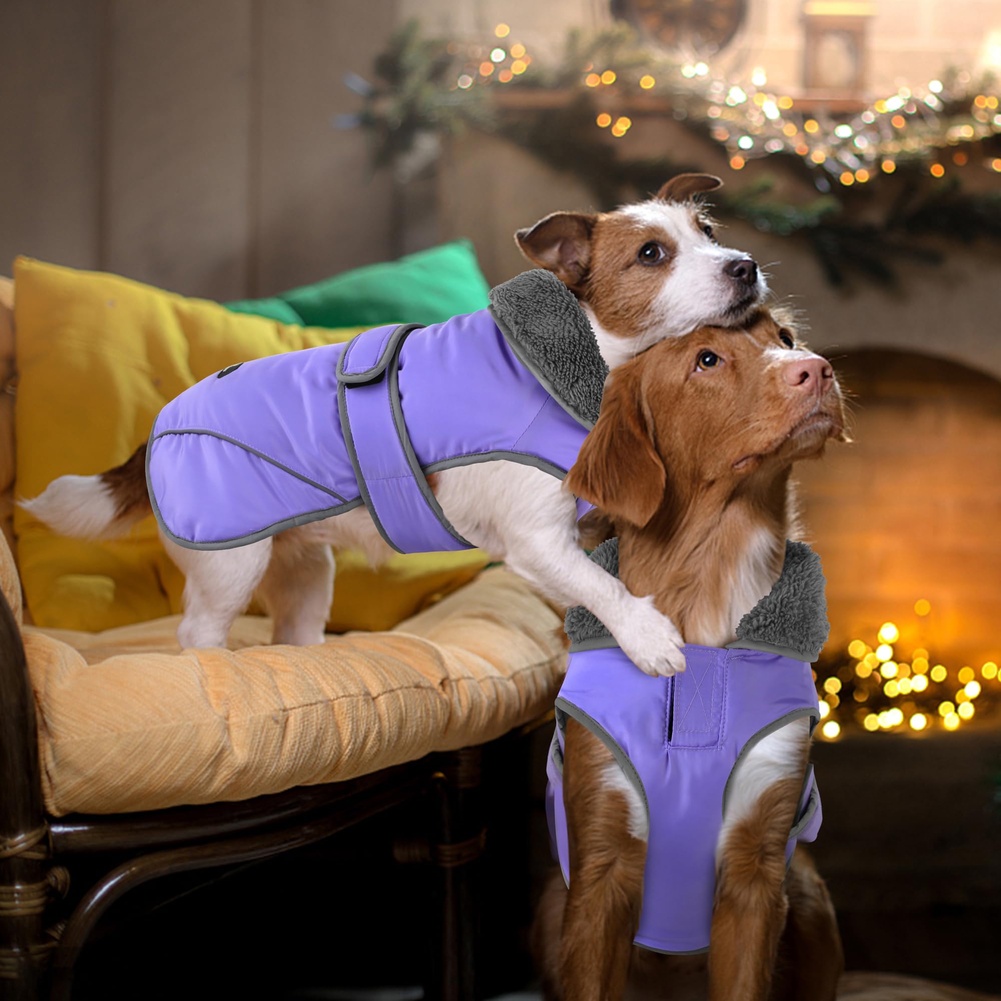 Dogcheer windproof coat adds warmth during windy outdoor walks.
