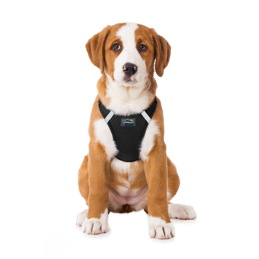 Doggie Design dog harness with adjustable fit provides personalized chest comfort on walks.