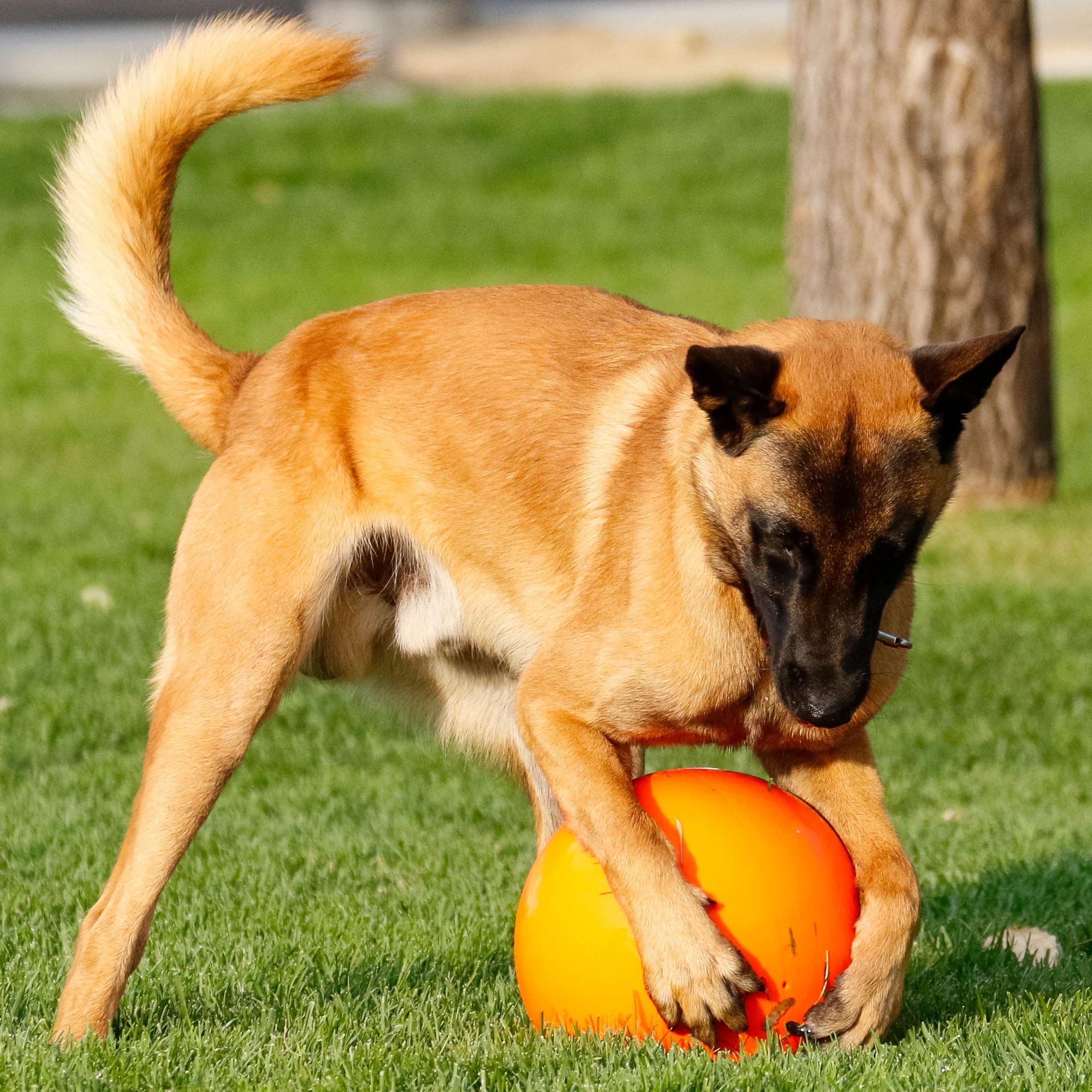 Doggie Dooley hard-plastic ball closeup showing durable construction