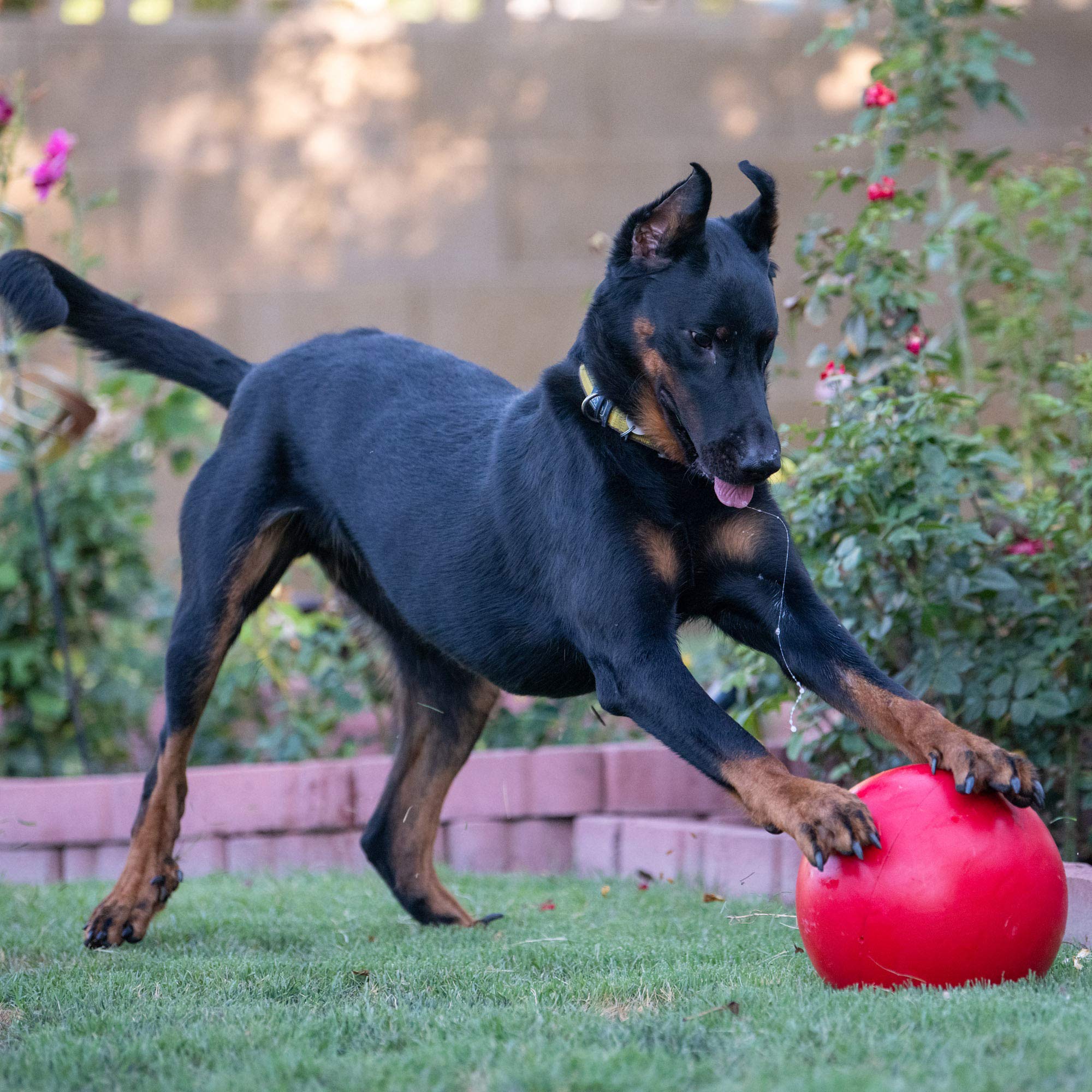 Doggie Dooley ball outdoor push and herd play for large breeds