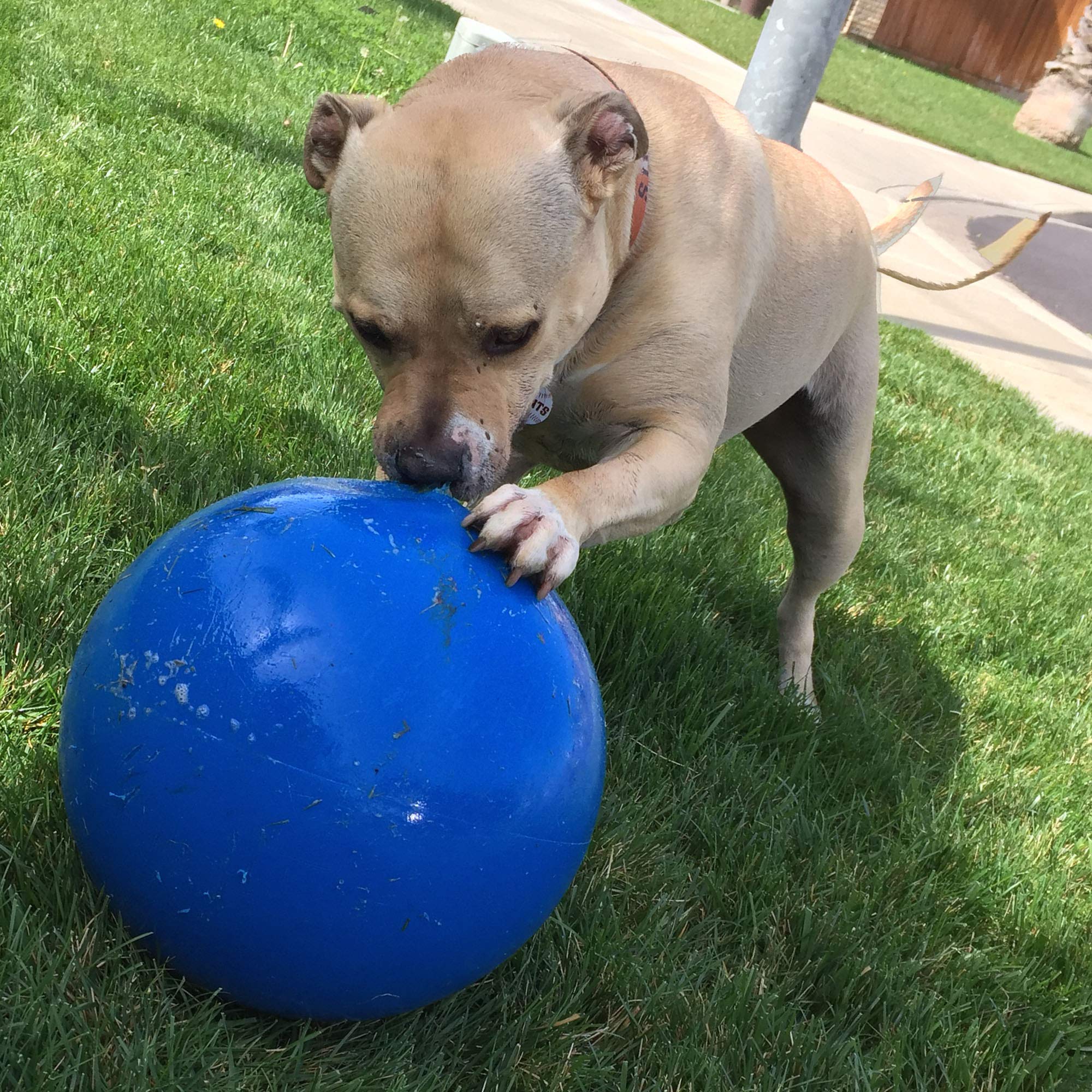 Doggie Dooley USA-made hard plastic ball built for long-lasting play