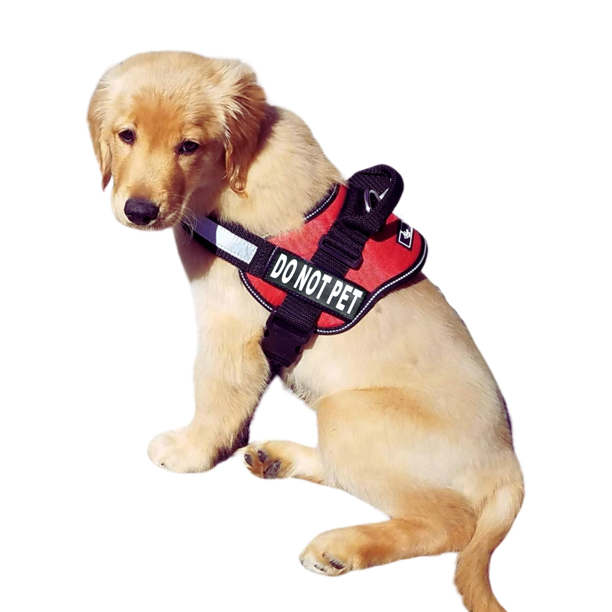 Doggie Stylz dog harness with do-not-pet patch communicates space during walks