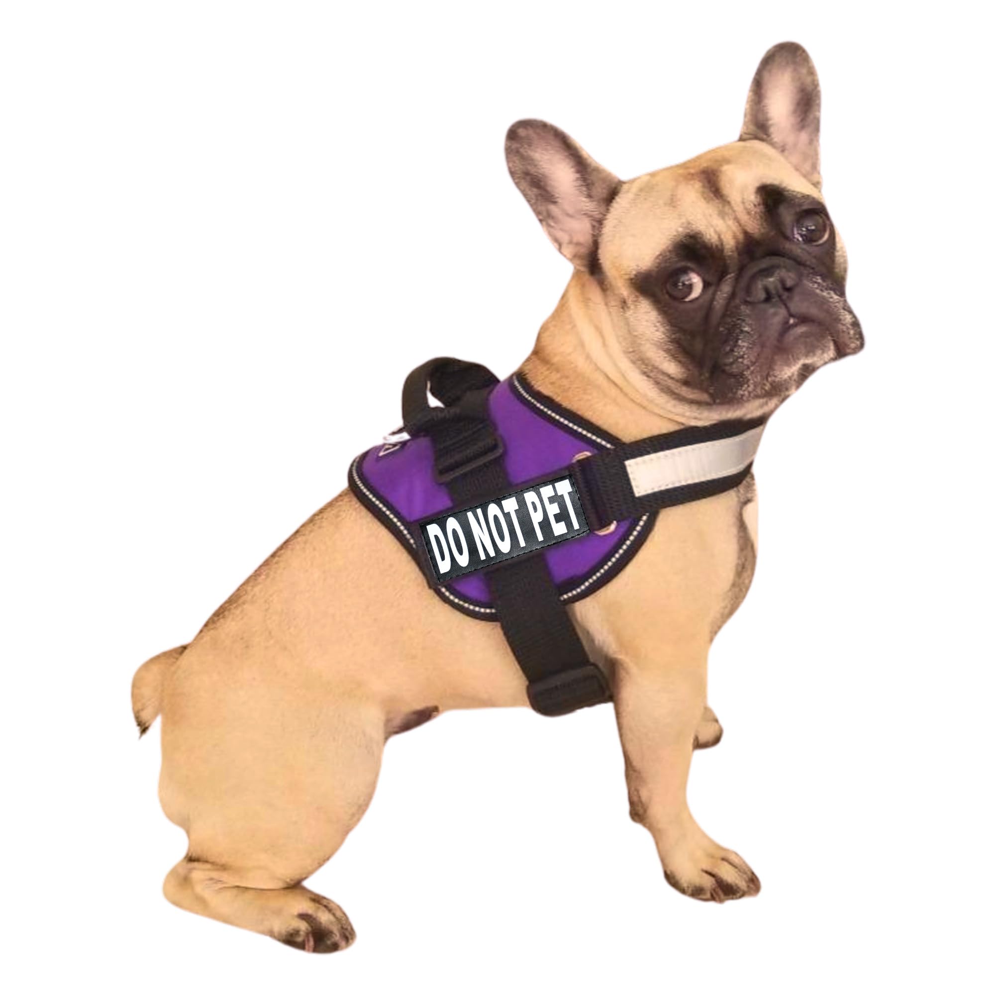 Doggie Stylz dog harness with DO NOT PET patches for clear space requests during walks.