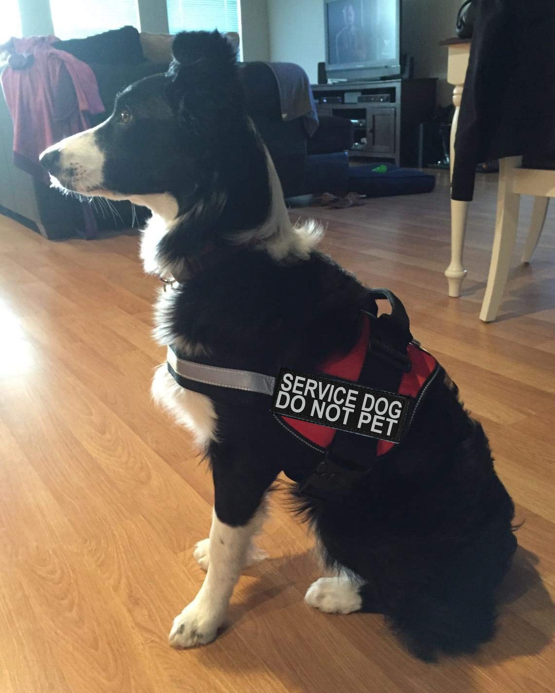Doggie Stylz service dog vest red worn on dog during daily outings