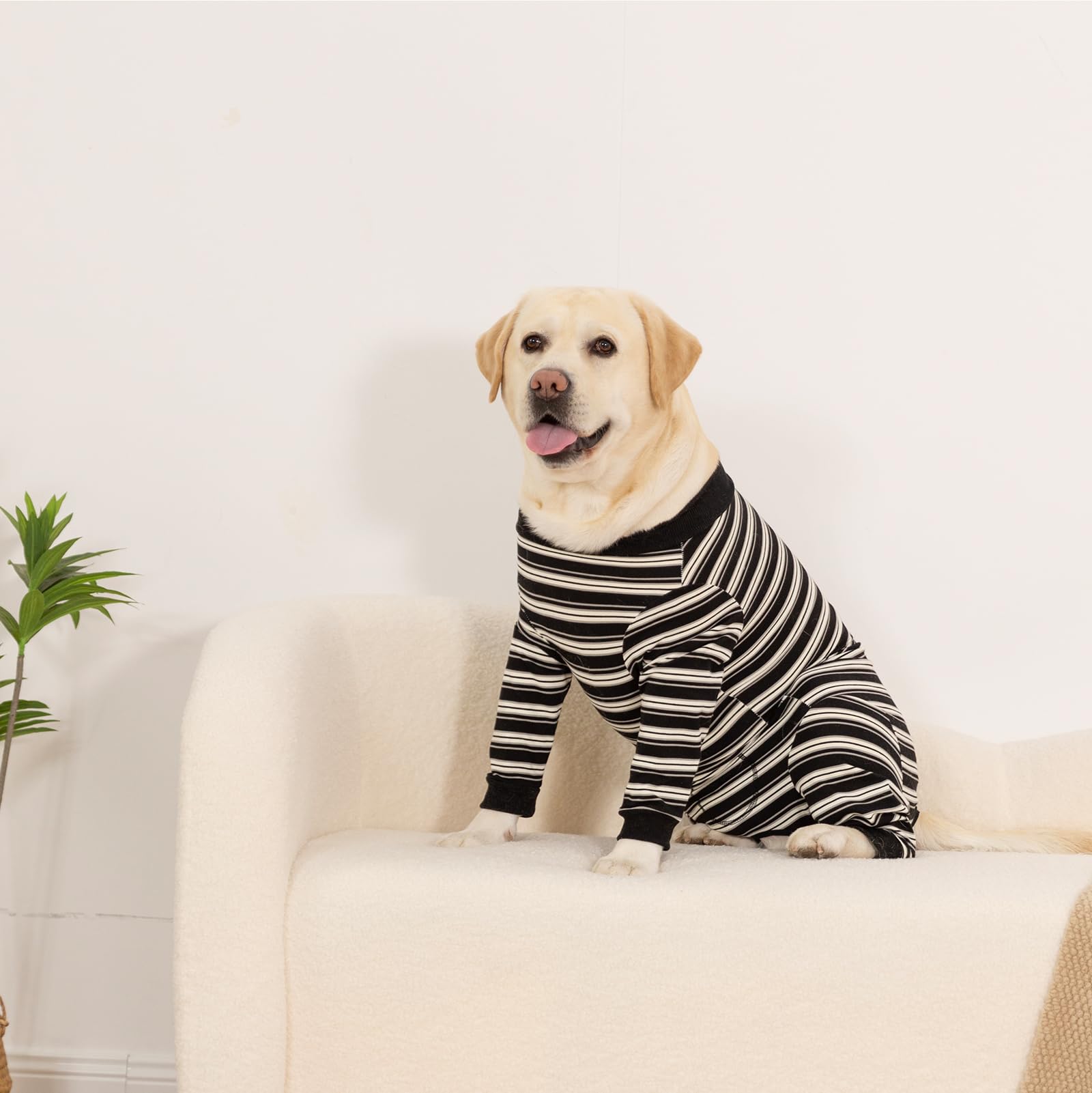 DoggieKit dog surgery recovery suit in-use shot illustrates practical wear during recovery