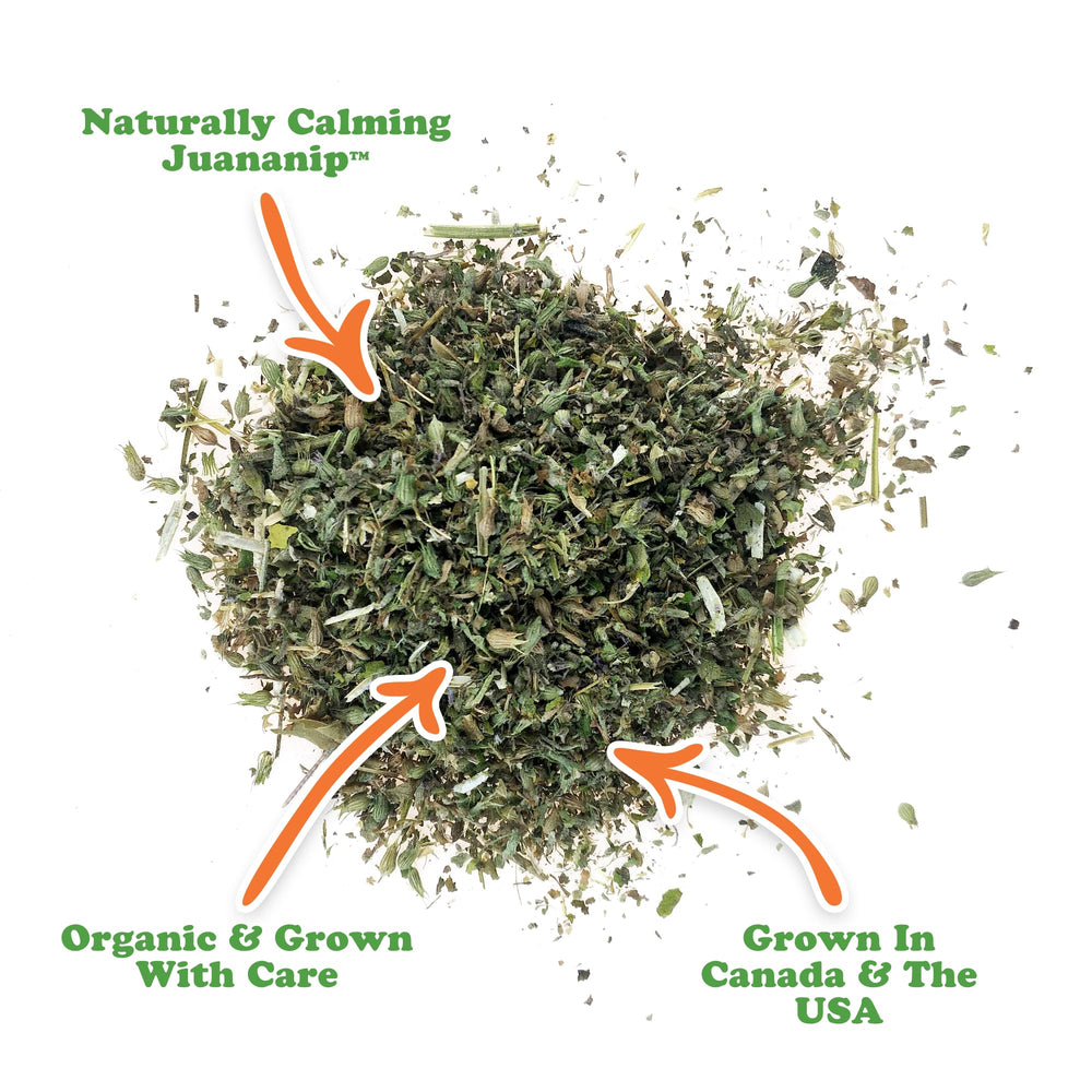 Doggijuana calming aid scent play image illustrating scent-driven engagement.