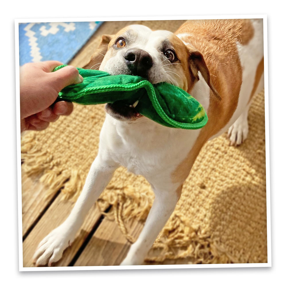 Doggijuana dog-safe catnip aroma used during chew and fetch routines.