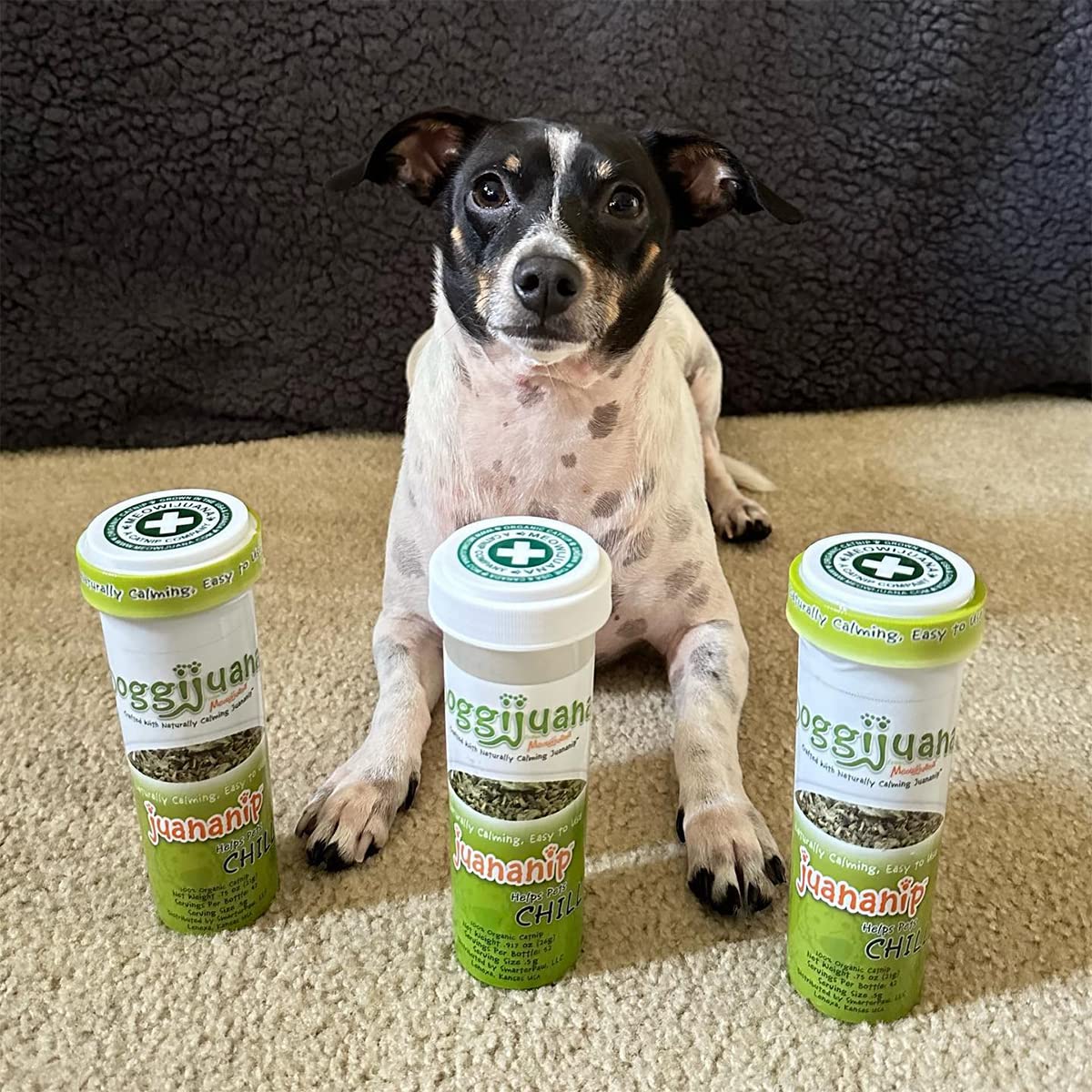 Dog relaxing on couch after using Doggijuana Juananip.