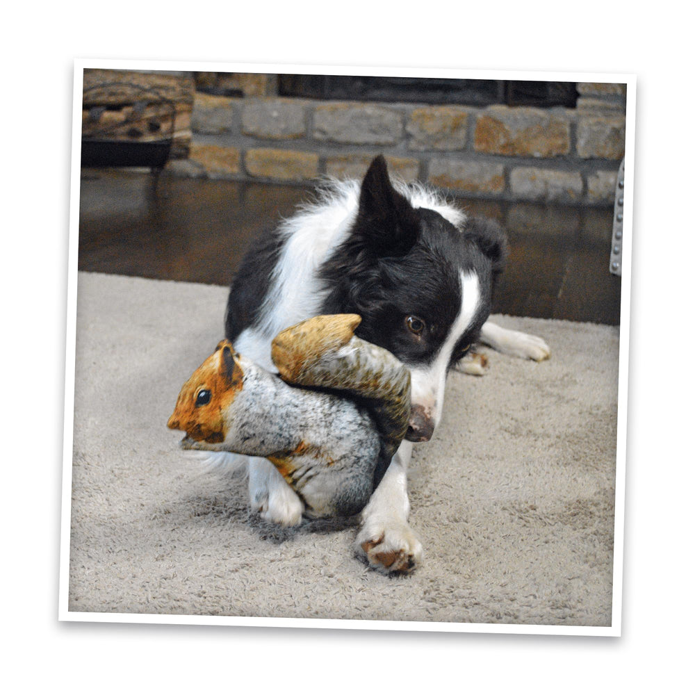 Doggijuana indoor-play-session helps reduce boredom with interactive scent-based fun.