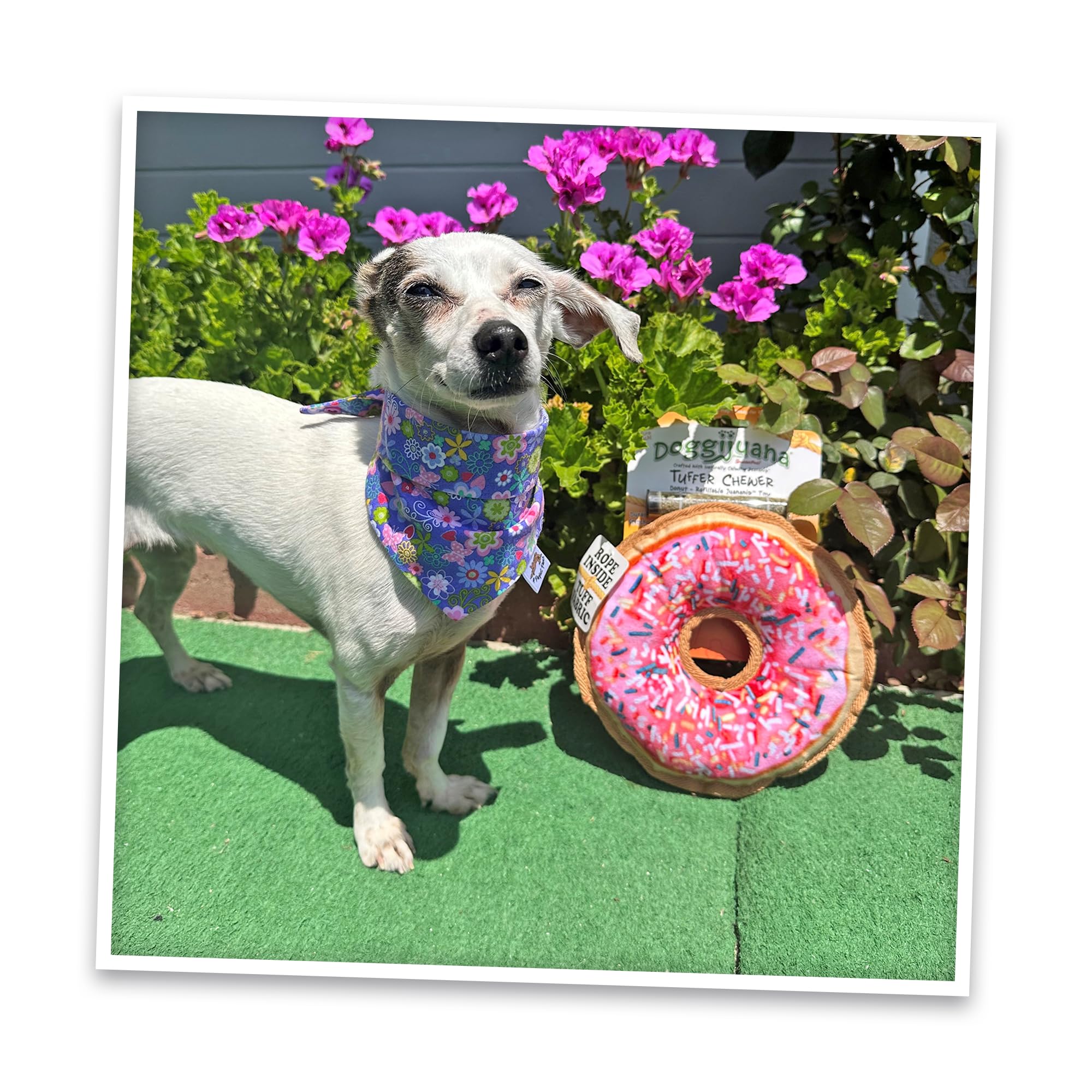 Doggijuana interactive-dog-toy scene for supervised play and energy burn