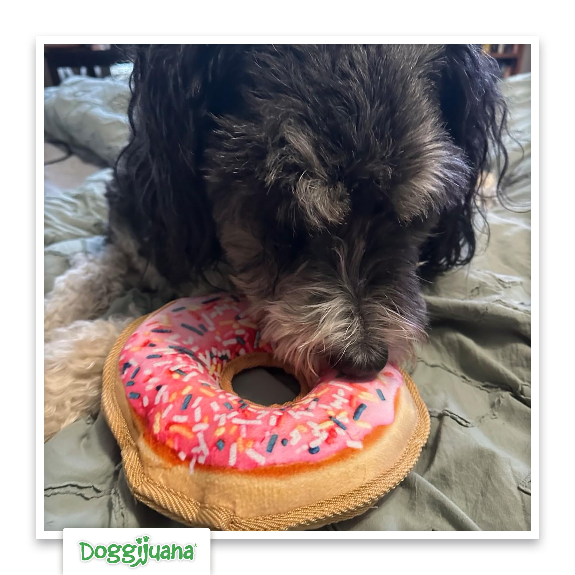 Doggijuana scent-based-stimulation display shows aroma-enhanced engagement during play