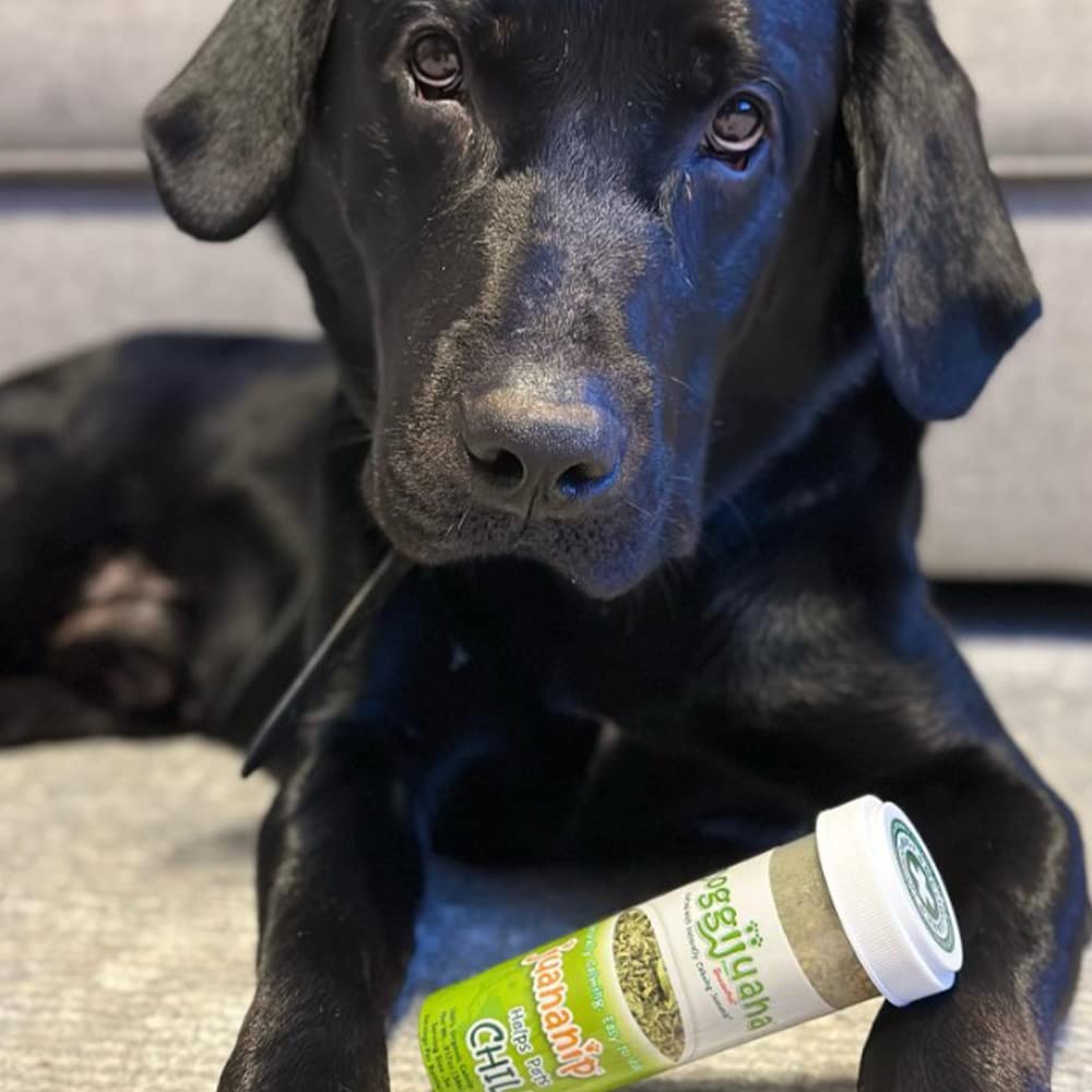 Preparing for travel with Doggijuana during storms or car rides.