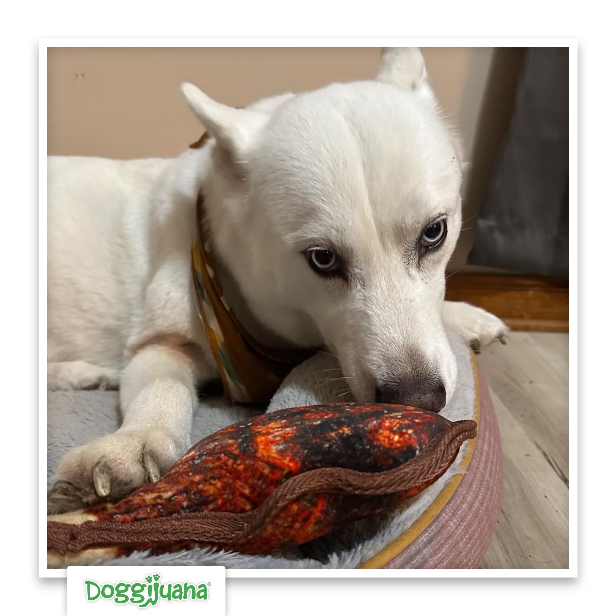 Doggijuana Tuffer Chewer interactive play reinforced by refill system for ongoing variety.
