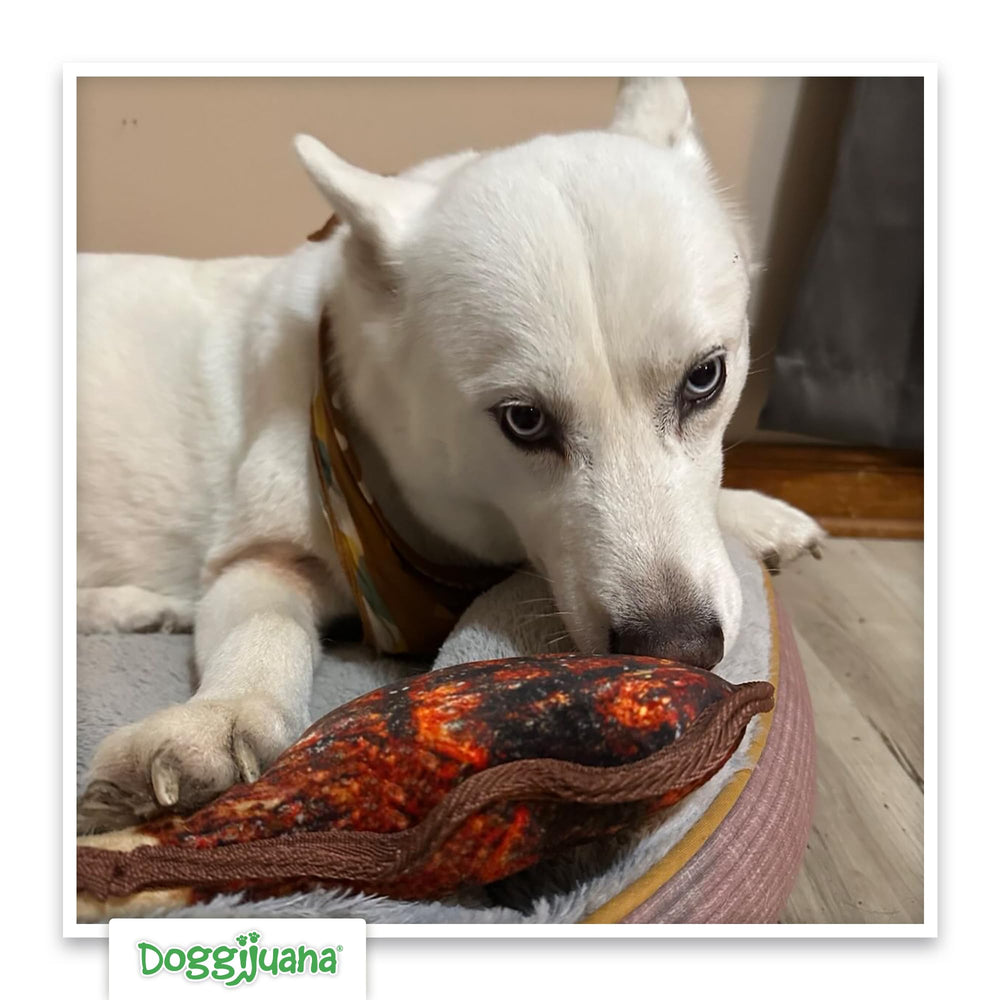 Doggijuana Tuffer Chewer interactive play reinforced by refill system for ongoing variety.
