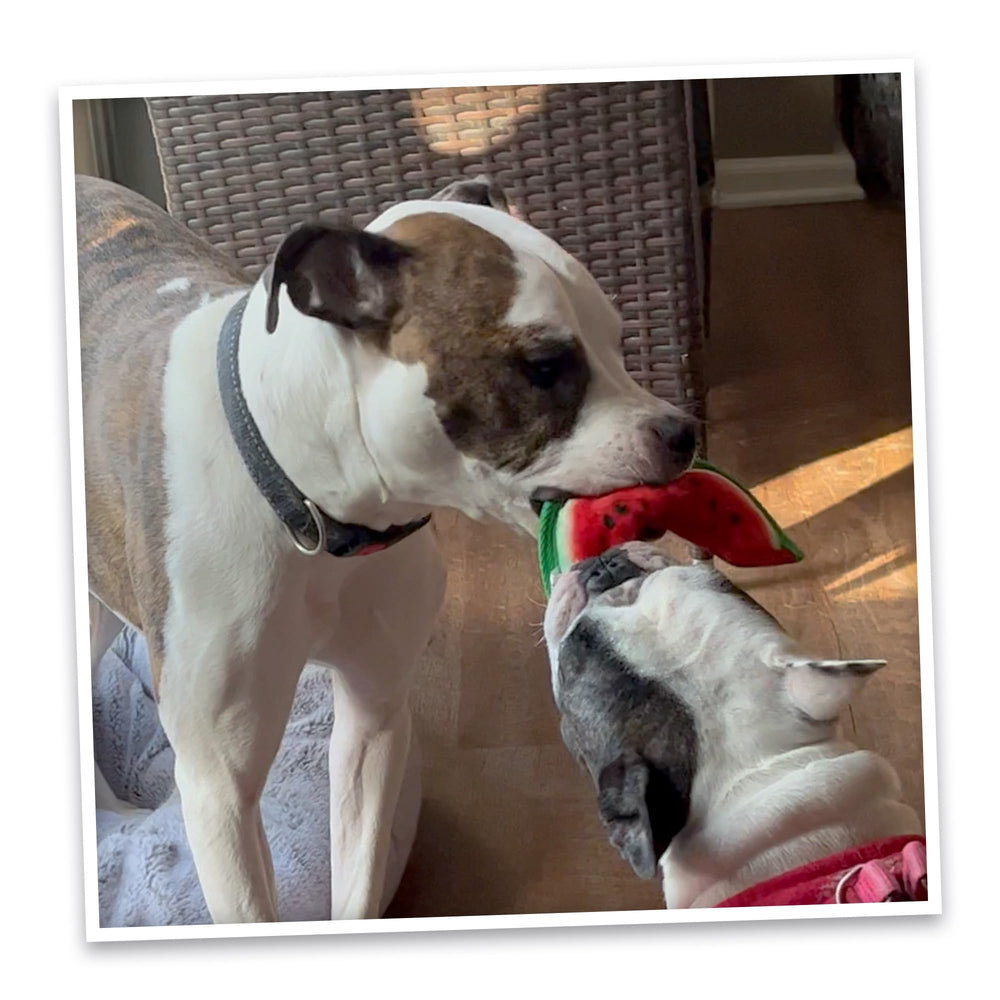 Doggijuana Tuffer Chewer Mini Plush Toy scent-stimulation encourages extended sniffing sessions