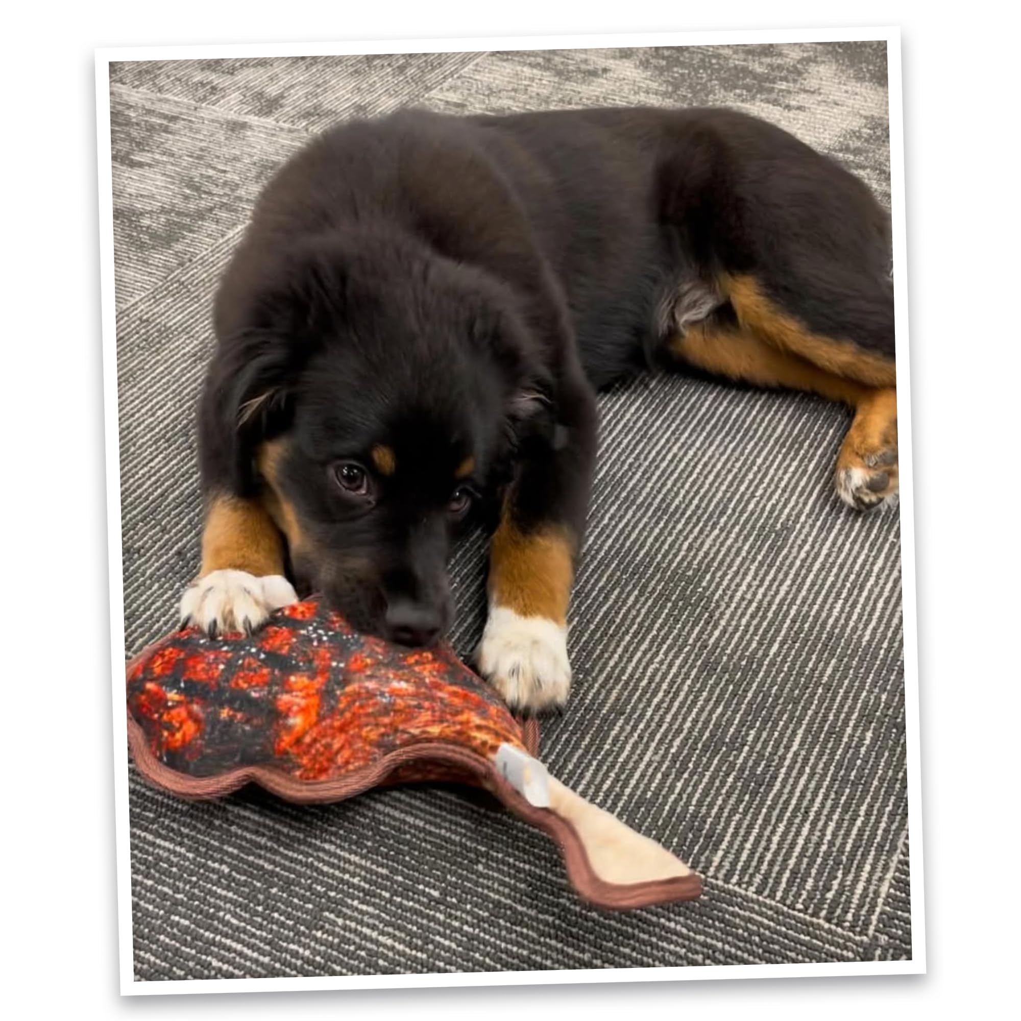 Doggijuana Tuffer Chewer interactive play encourages active engagement and extended sessions.