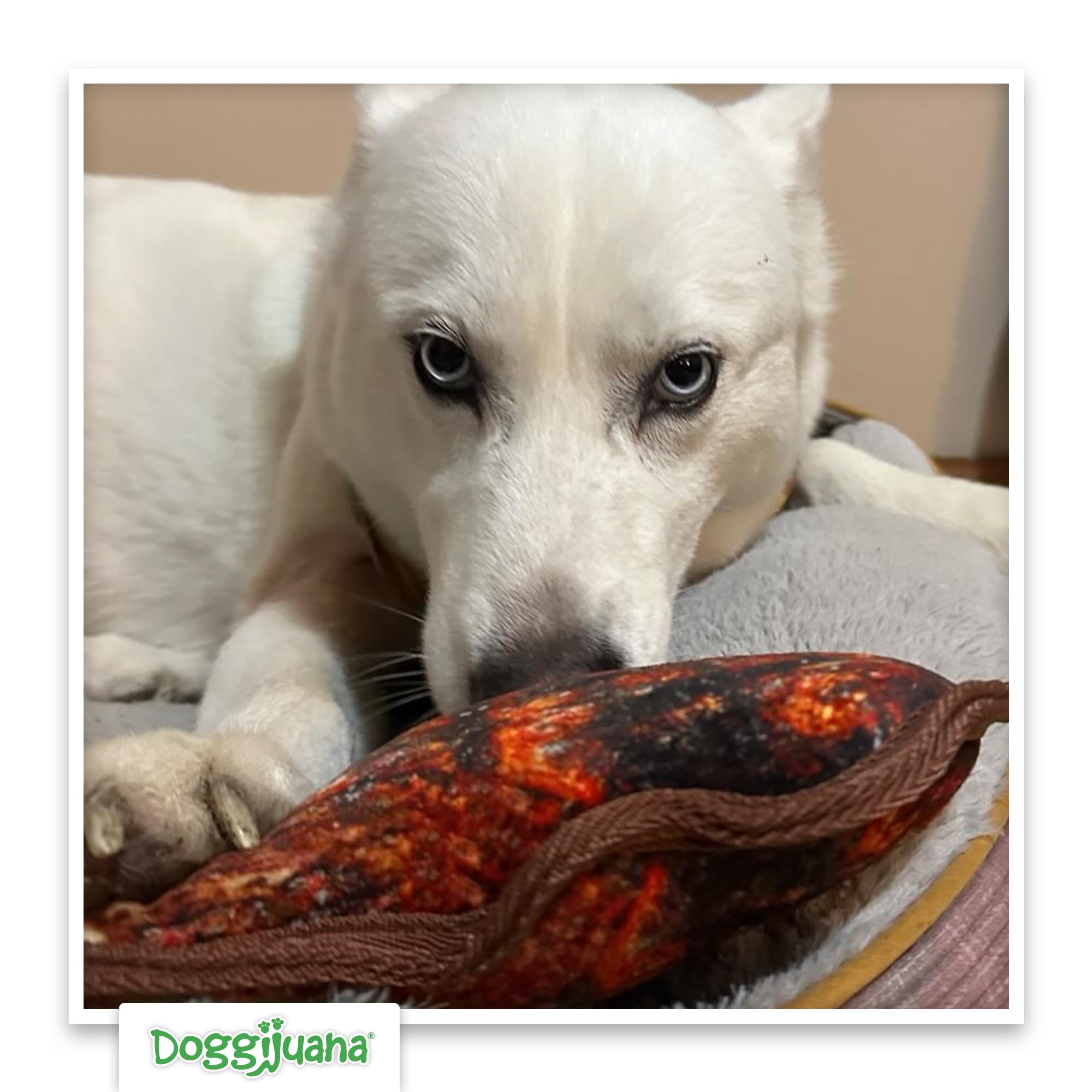 Doggijuana Tuffer Chewer safe natural enjoyment emphasizes non-addictive, worry-free play.