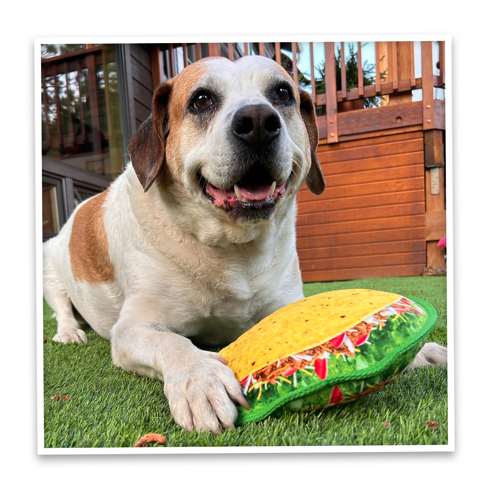 Doggijuana Tuffer Chewer Toy dog chewing action with plush design