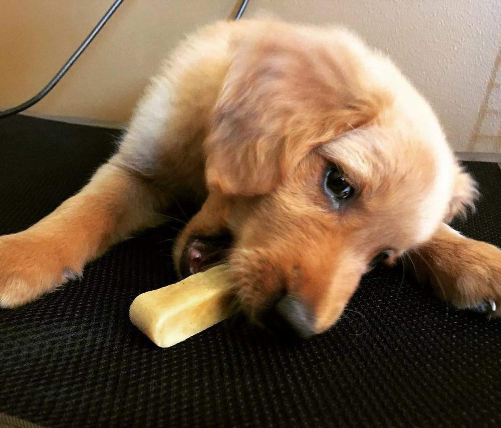 Doggo Dog Chew indoor-use scene shows relaxed dog enjoying chew.