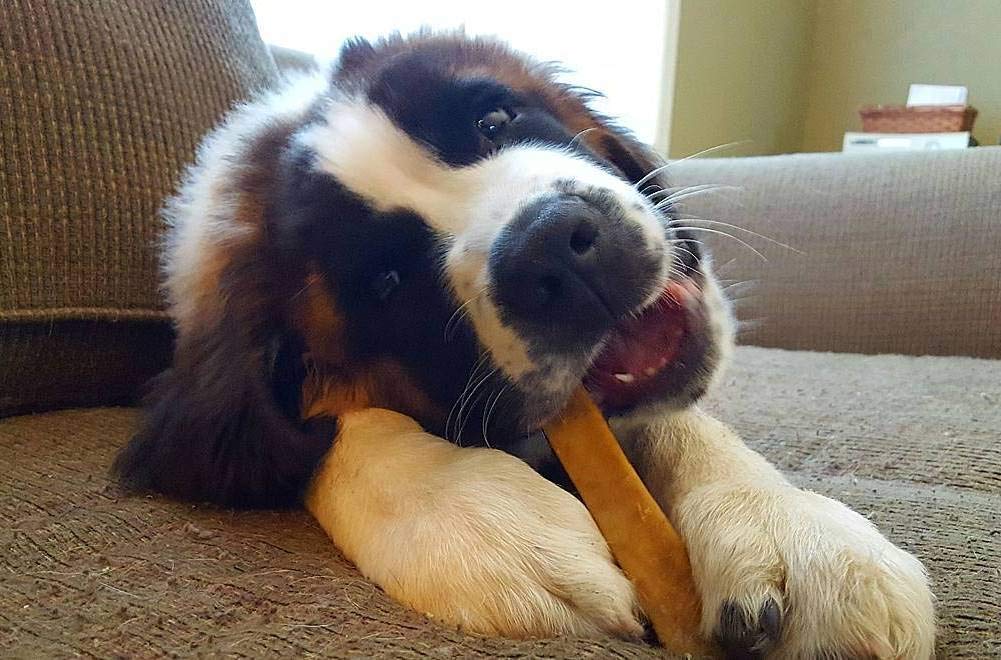 Large-dog use image from Doggo Dog Chew showing tough chewer option during strong bites.
