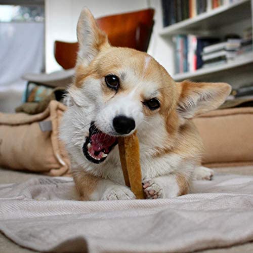 Doggo Dog Chew long-lasting-chew illustrates hours of entertainment for dogs.