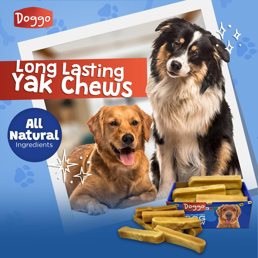 Doggo Dog Chew small dog enjoying a chew safely