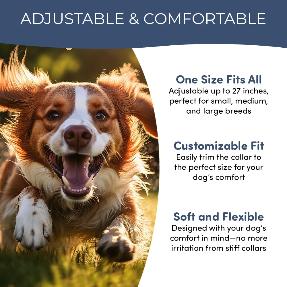 Doggy's Dinner Verdepets collar on a small dog shows adjustable, comfortable fit.