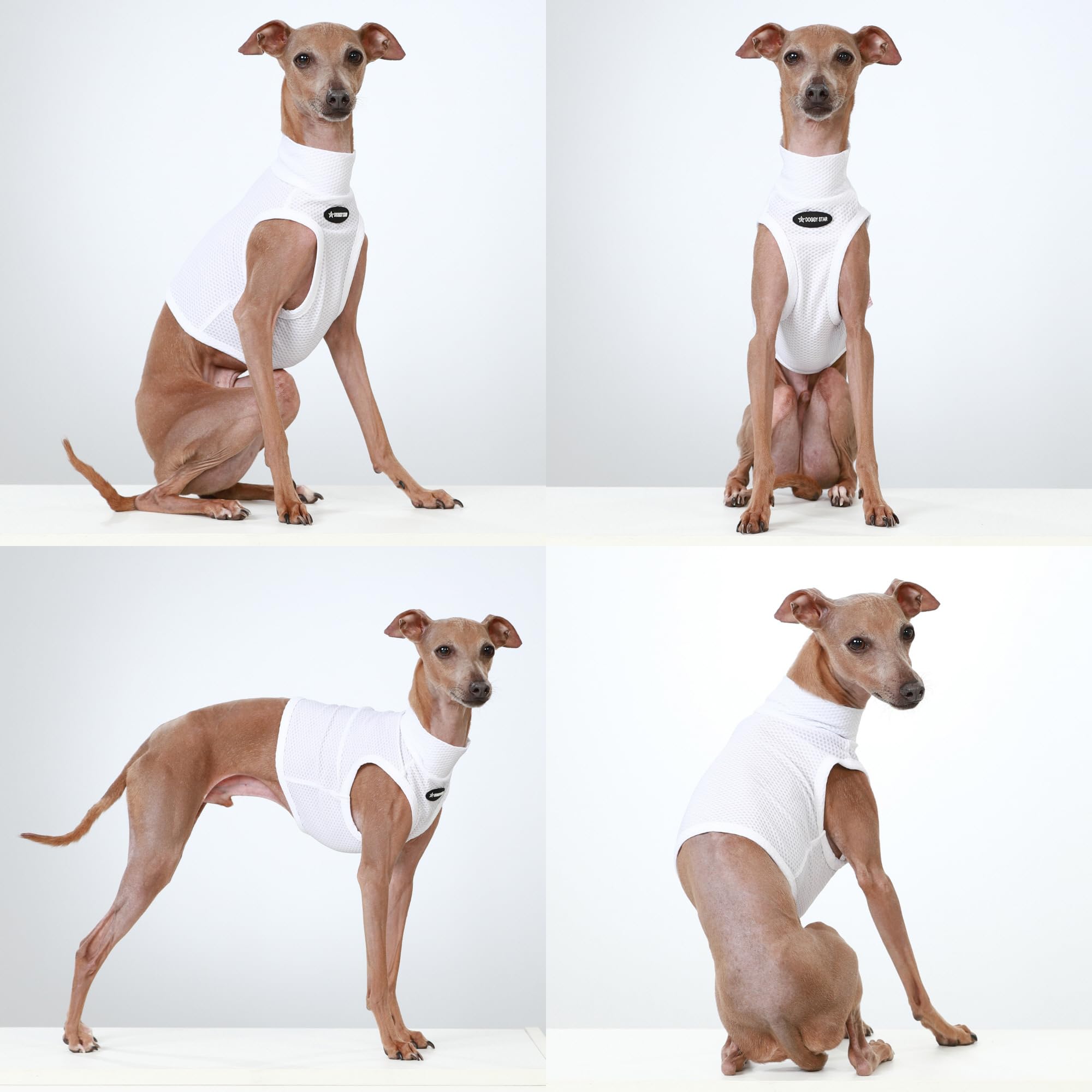 Doggystar deep chest slim waist fit on Italian Greyhound in white.