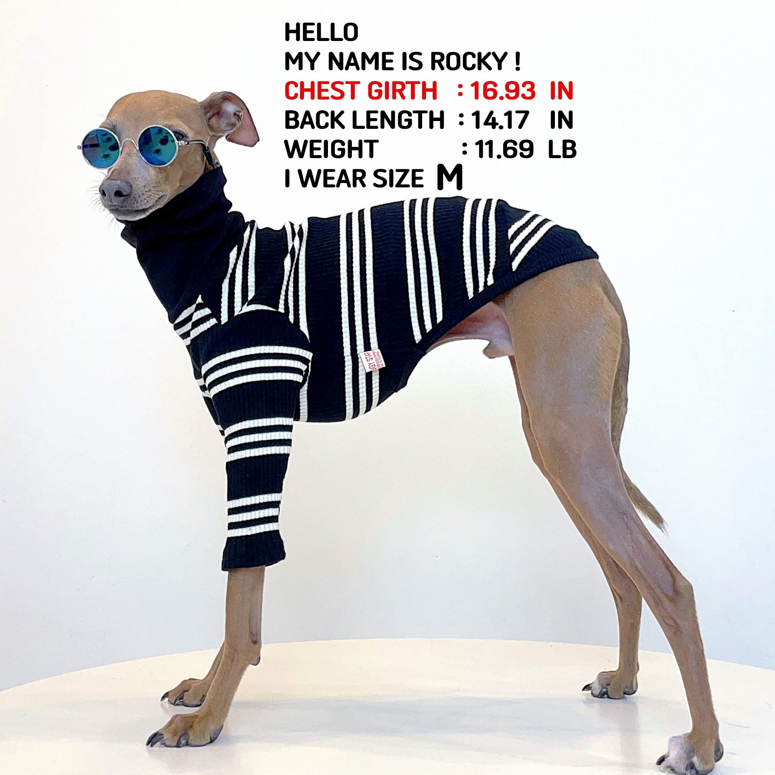 Doggystar Italian Greyhound clothes Ivory Stripe side view showing slim silhouette for movement.
