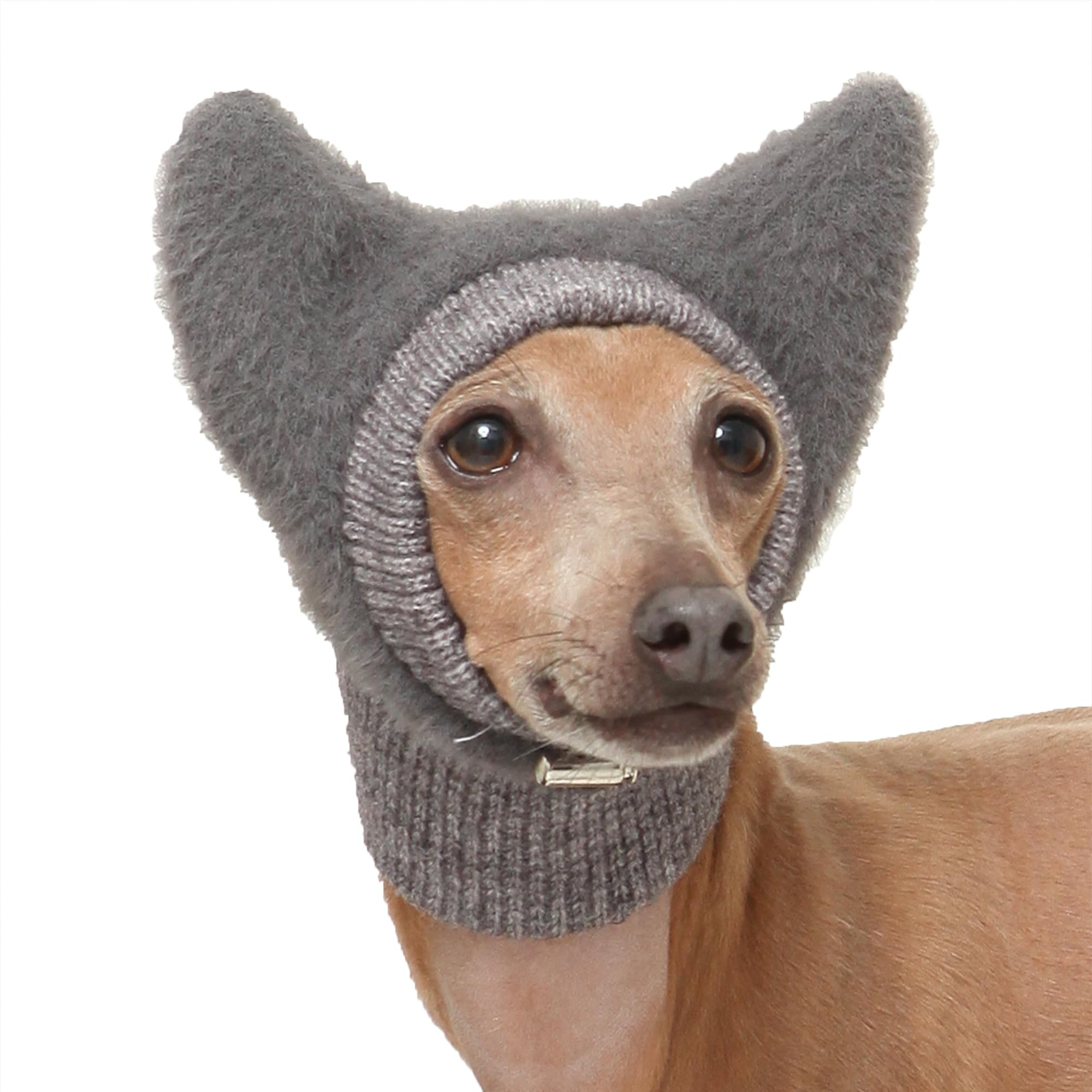 D Doggy Star Italian Greyhound Hat on dog keeps ears warm during cold walks.
