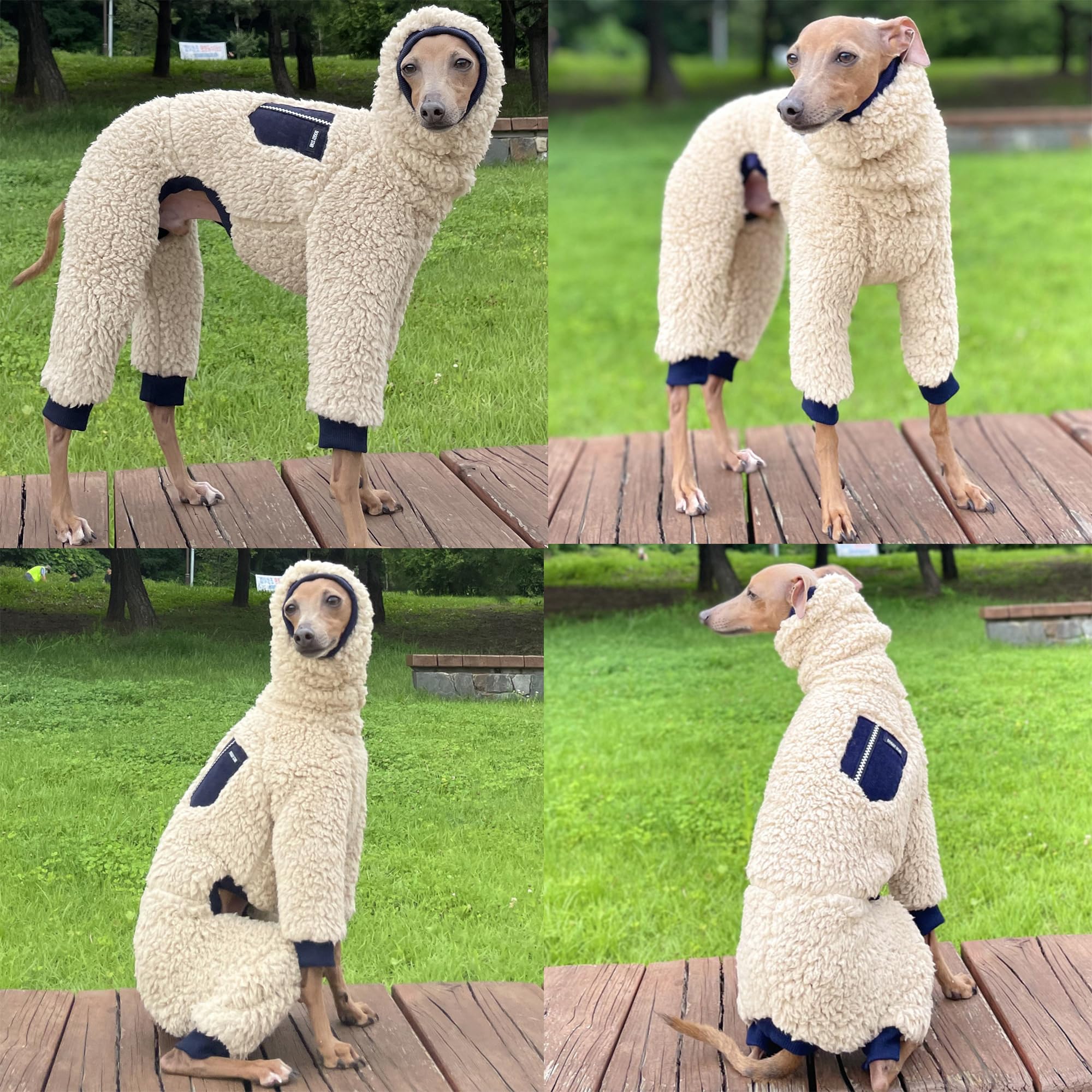 Doggystar long back warm coat on iggy providing full coverage and mobility