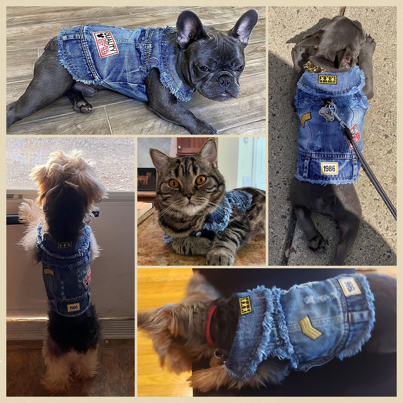 DOGGYZSTYLE Outdoor walk style shows versatile denim jacket for daily pet outings