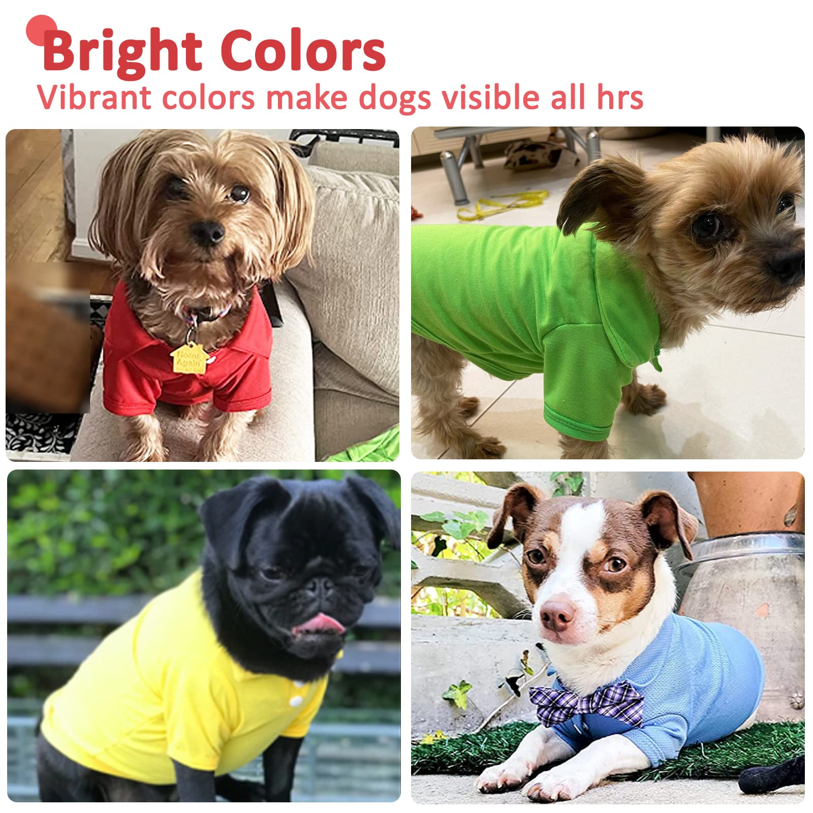 Doggyzstyle polo shirt in yellow on a small dog for daytime flair and safety