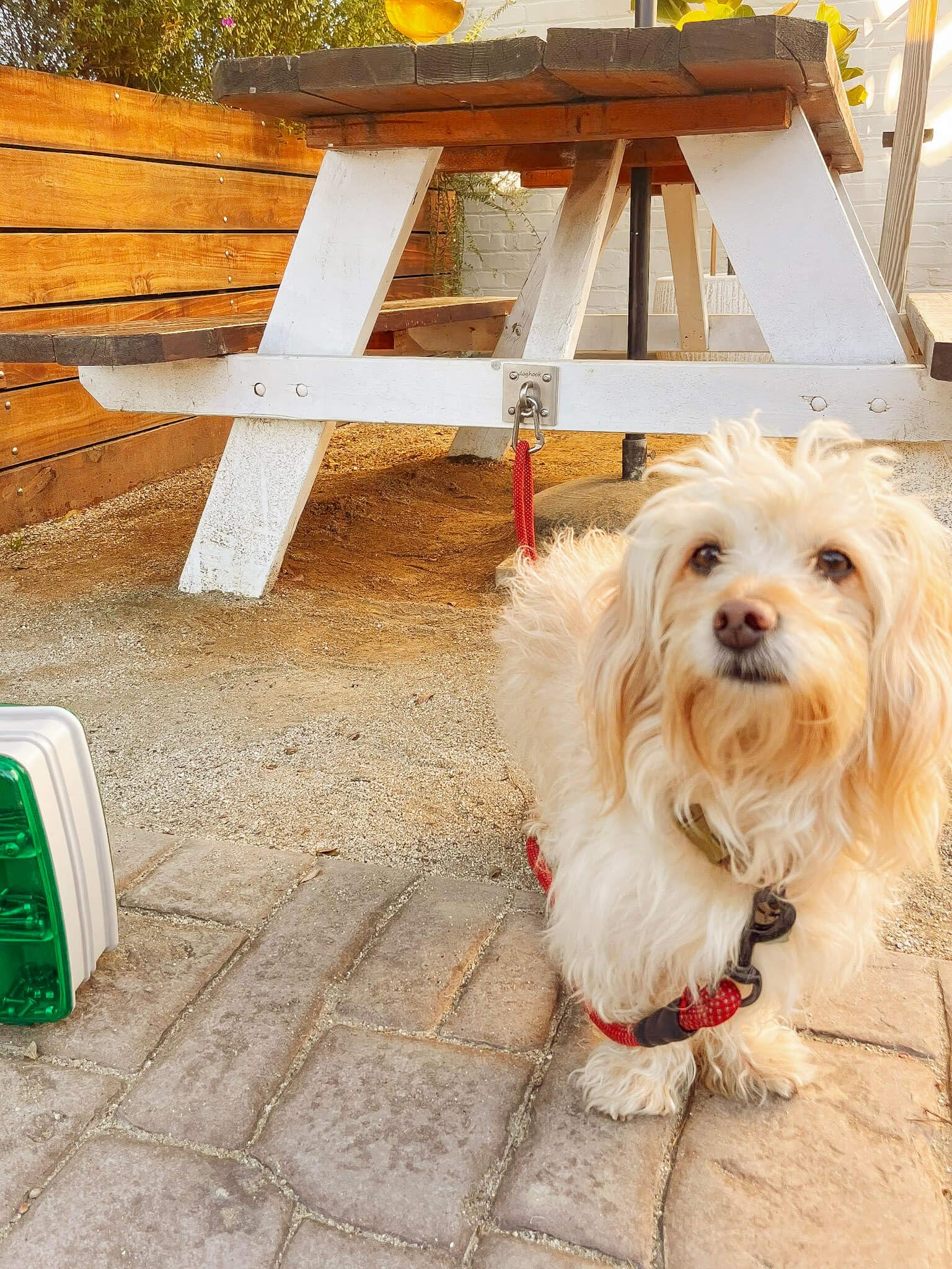 Doghook Canine Hitch indoor-outdoor use image demonstrates versatile placement in front of clinic or cafe.