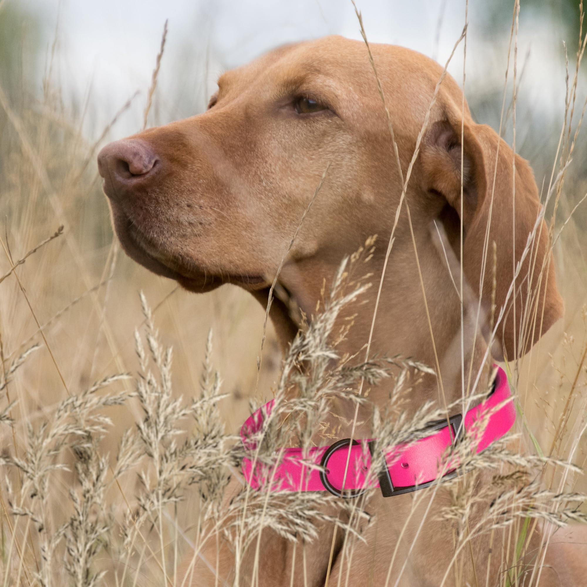 Dogline Biothane Waterproof Collar during puddle adventures resists soaking and odors