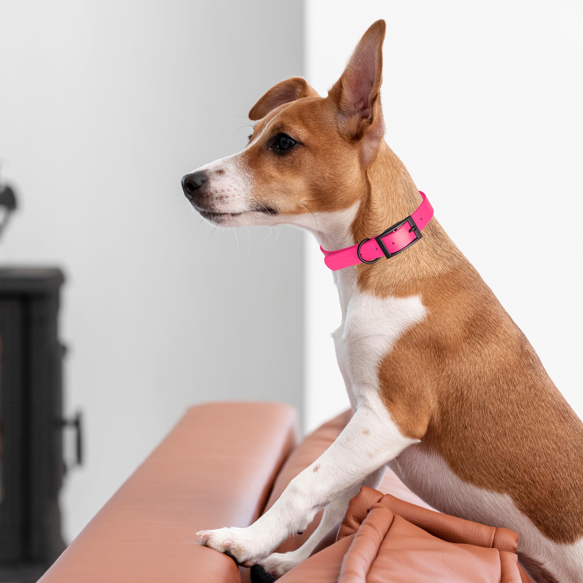 Dogline Biothane Waterproof Collar wipe-clean action shows quick maintenance