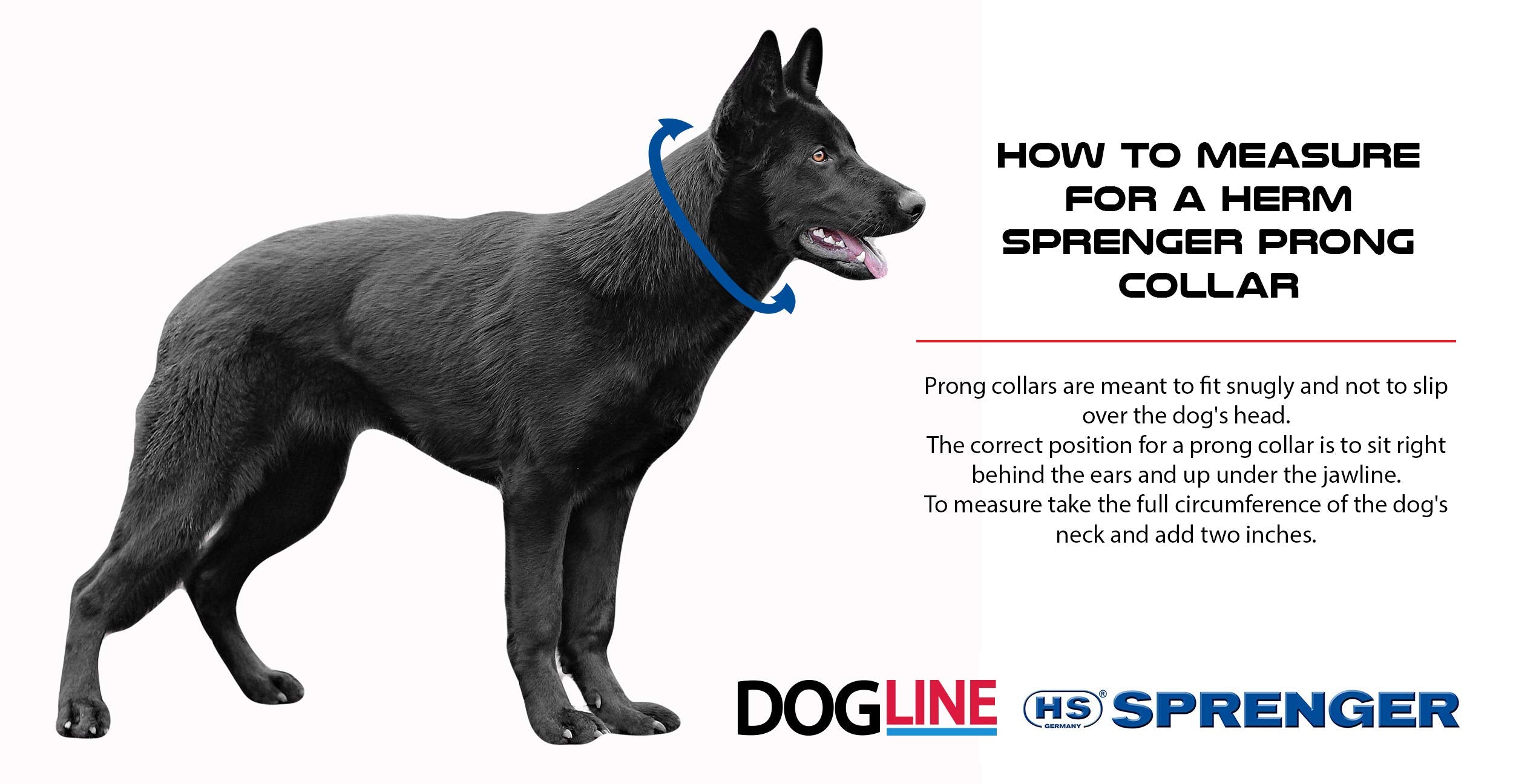 Dogline prong collar with removable links demonstrates adjustable fit.